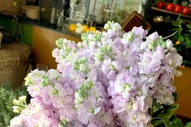 Cẩn trọng trước vẻ đẹp hoa phi yến